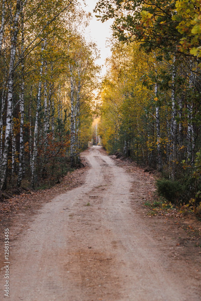 Evening view of a road in forest in area of Lochow town, Masovia region of Poland