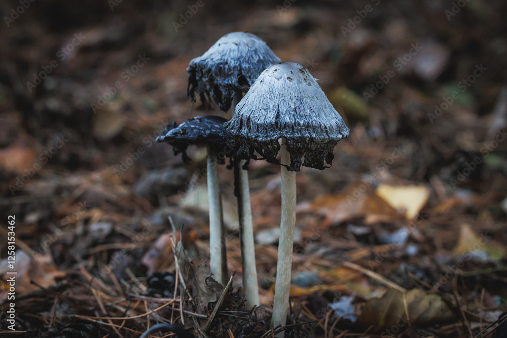 Coprinus comatus called shaggy ink cap in forest in area of Lochow town, Masovia region of Poland