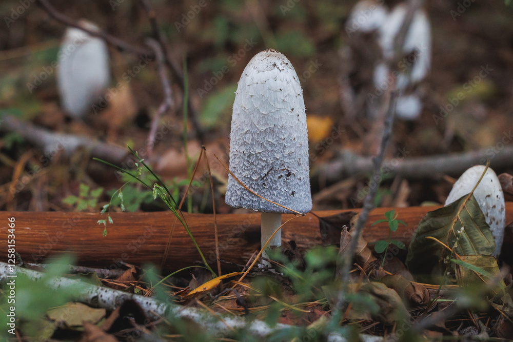 Coprinus comatus called shaggy ink cap in forest in area of Lochow town, Masovia region of Poland