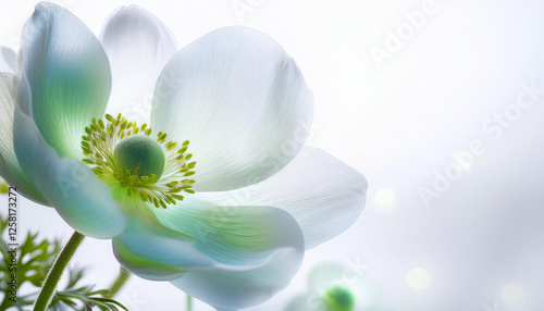 Transparent green anemone flower