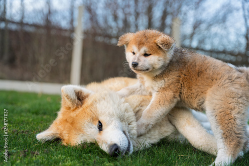chiot akita sur un chien akita plus grand, communication animal, code canin, en extérieur, dans un parc fermé