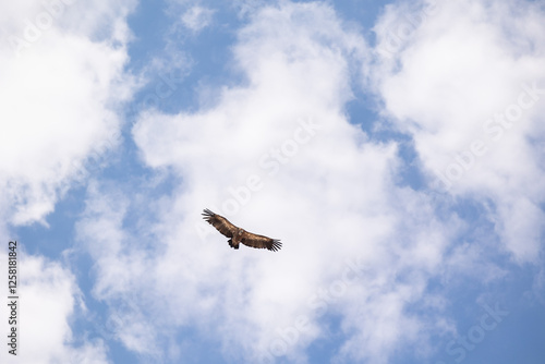 Griffon vulture soaring in the clouds after feeding photo