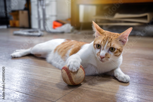 Photography Cats are lie down playing