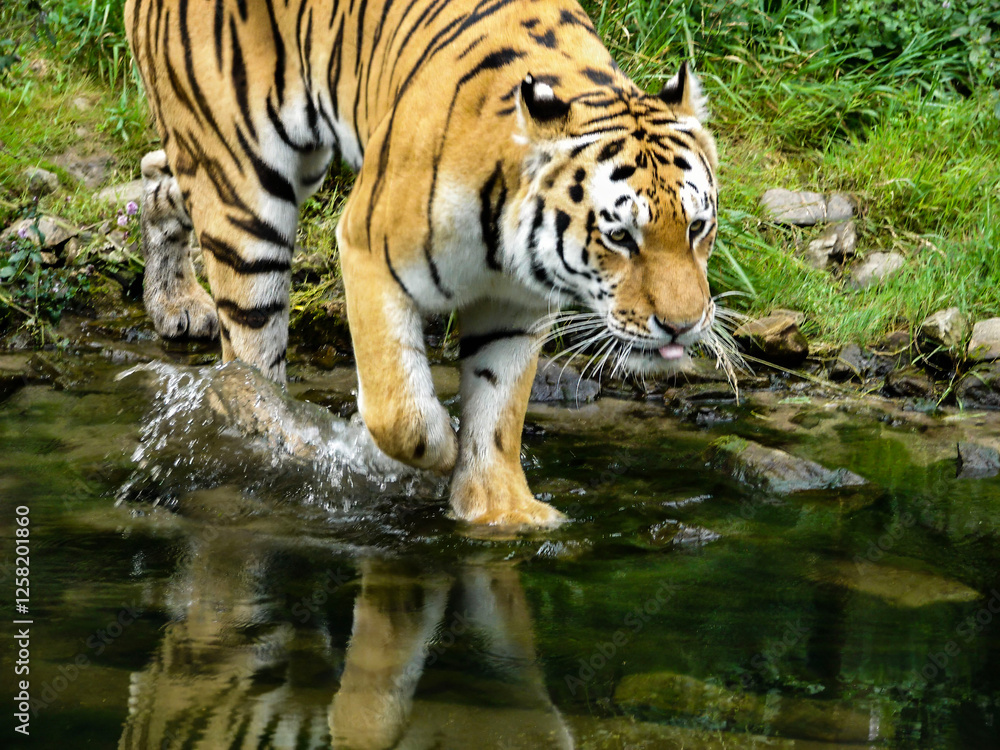 Naklejka premium tiger big beautiful cat comes to the pond to drink water