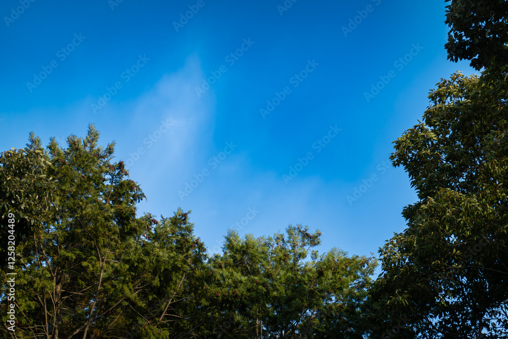 青空と緑の木々 青空と緑の木々