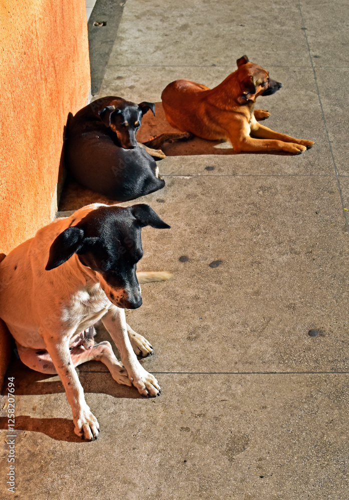 Mutt dogs sunbathing on bus station in Petropolis, Rio de Janeiro, Brazil