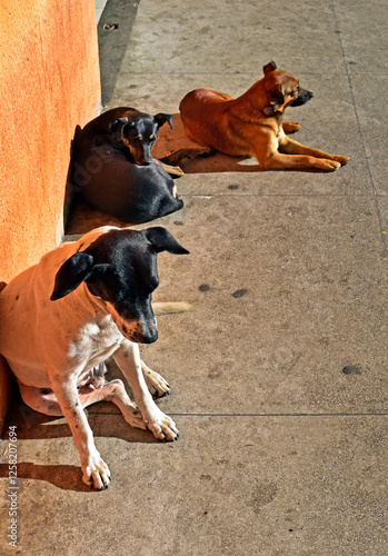 Obraz na płótnie Mutt dogs sunbathing on bus station in Petropolis, Rio de Janeiro, Brazil w salonie