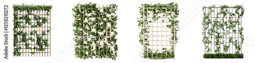 Vertical green plant wall made of climbing vines creepers and lush foliage in an outdoor garden backyard or landscape environment  Natural botanical for architecture interior and exterior design