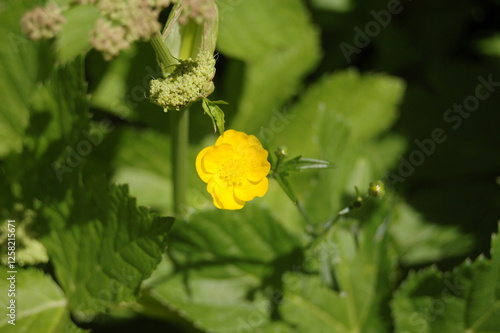 flower in mountains