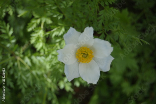 flower in mountains