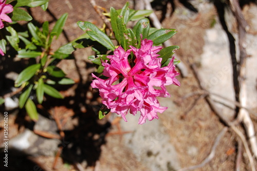 flower in mountains