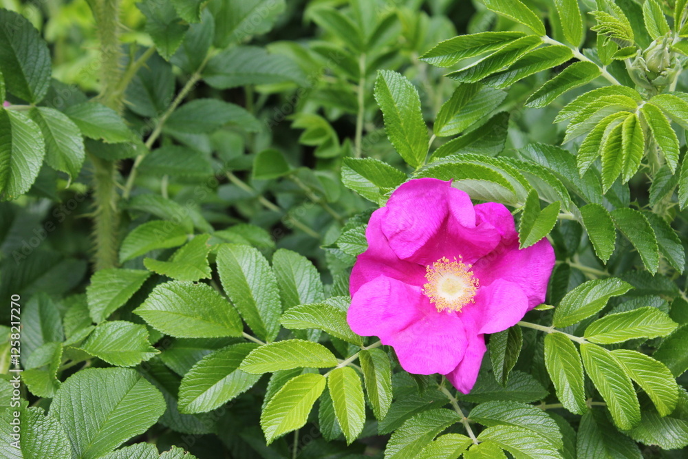 Single pink Japanese rose (Rosa rugosa) flower Single pink Japanese rose (Rosa rugosa) flower