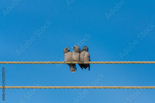 Ashy woodswallow photo