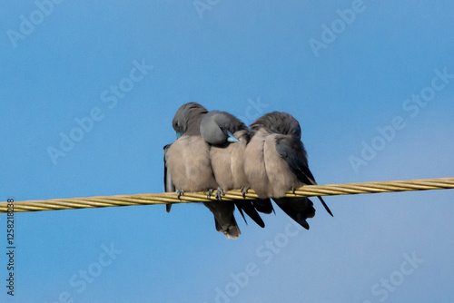 Ashy woodswallow photo