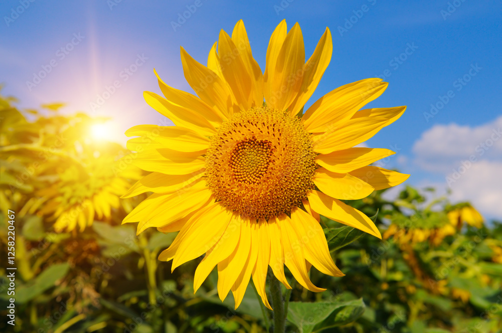 Sunflower fields landscapes on a bright sunny day with patterns formed in background. Sunflower fields landscapes on a bright sunny day with patterns formed in background.