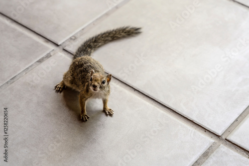 attentive tree squirrel on tile floor at village in park, Halali, Etosha, Namibia photo