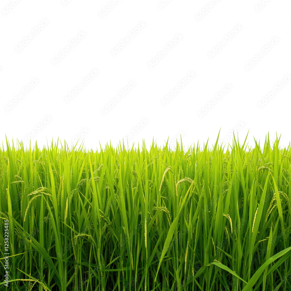 Fototapeta premium Vibrant Green Rice Field Serenity on Transparent Background