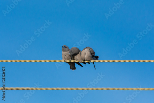 Ashy woodswallow photo