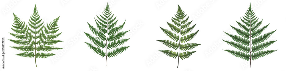 Lush and Vibrant Fern Foliage Forming Graceful Natural Patterns in Harmonious Shades of Green Luxuriant greenery with delicate fronds creating a tranquil serene and biophilic atmosphere Botanical Lush and Vibrant Fern Foliage Forming Graceful Natural Patterns in Harmonious Shades of Green Luxuriant greenery with delicate fronds creating a tranquil serene and biophilic atmosphere Botanical