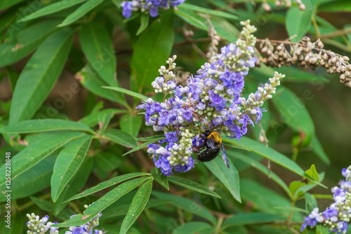 セイヨウニンジンボクの花とクマバチ photo