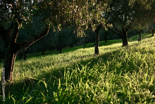 Olive plantation with young olive trees in the Izola region of Slovenia. photo