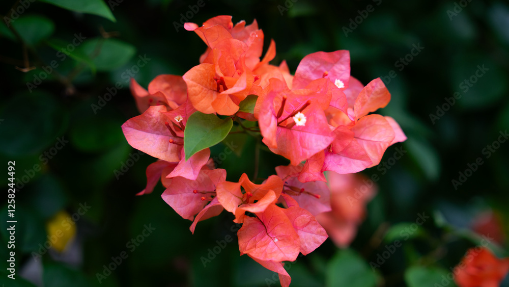 Beautiful orange flower in the garden Beautiful orange flower in the garden