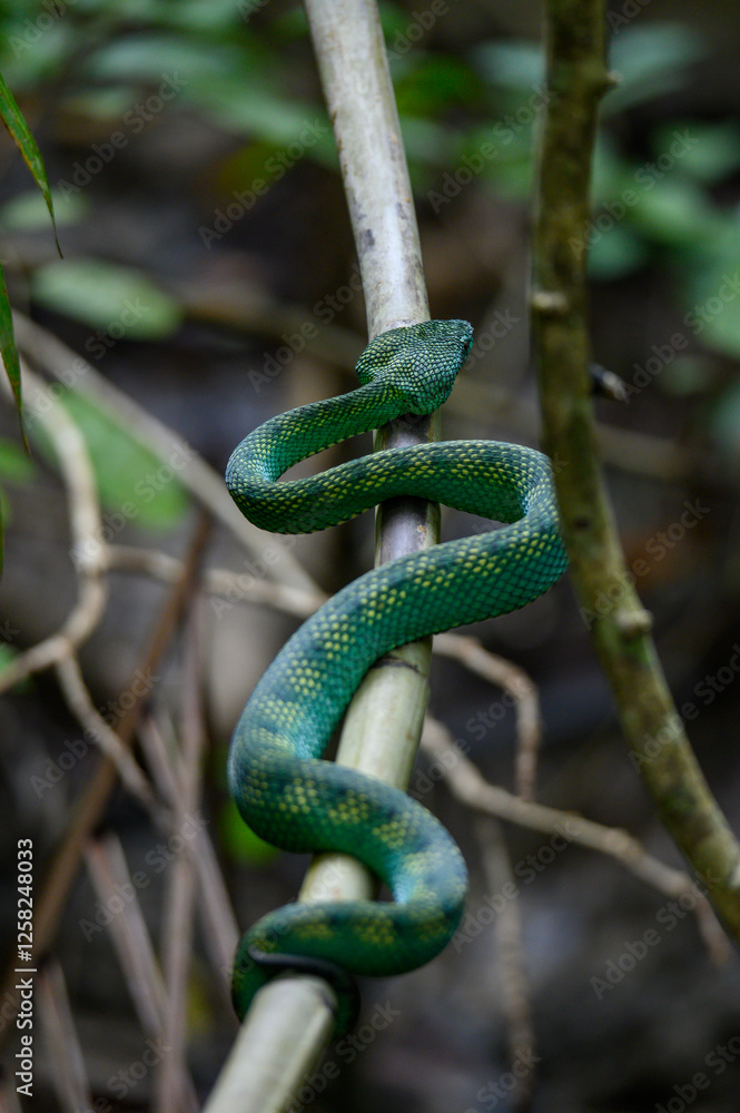 green snake on tree green snake on tree