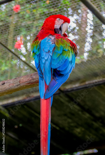 Scarlet macaw (Ara chloropterus) in an enclosed zoo area with netting, showcasing vibrant feathers. Perfect for conservation, ecotourism, and environmental education materials.
 photo