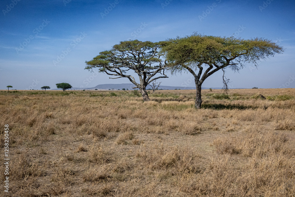 view of the Serengeti National Park view of the Serengeti National Park