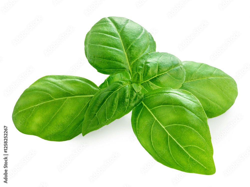 Basil isolated. Fresh Basil leaves on white background. Basil herb as food ingredient. . Basil isolated. Fresh Basil leaves on white background. Basil herb as food ingredient. .