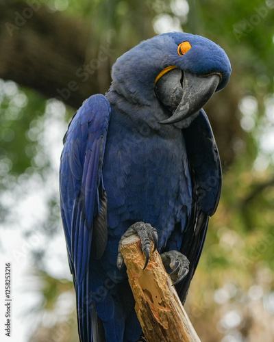 Photography Hyacinth Macaw sleeping