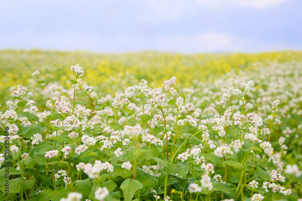  Buckwheat field with blooming buckwheat flowers