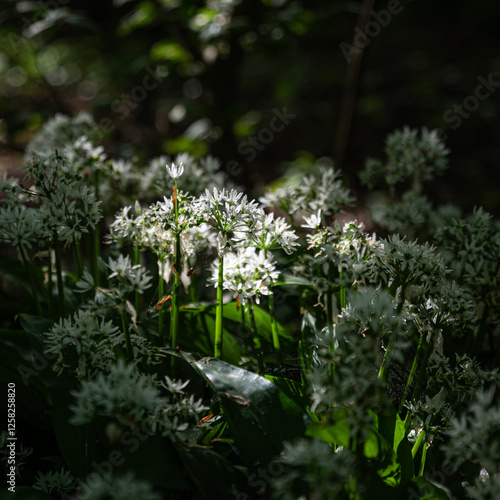 Wild Garlic in shaded woodland