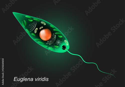 Euglena viridis. Unicellular organism on dark background.