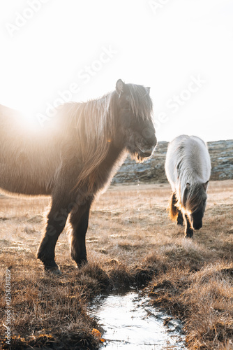 Horses drinking in the field