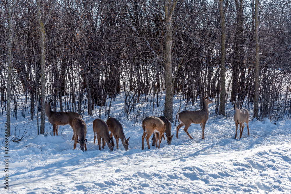 A Small Herd Of White-Tailed Deer Feeding In The Snow On Food Provided By Visitors In An Urban Field In Wisconsin A Small Herd Of White-Tailed Deer Feeding In The Snow On Food Provided By Visitors In An Urban Field In Wisconsin