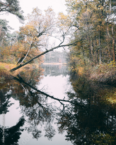 Perfect tree reflection