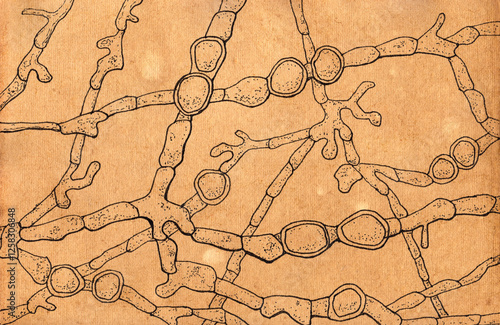 Hand-drawn pen illustration on aged paper in vintage style, showcasing the morphology of Trichophyton violaceum, the causative agent of tinea capitis. photo