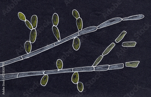 Hand-drawn illustration of Trichosporon fungi