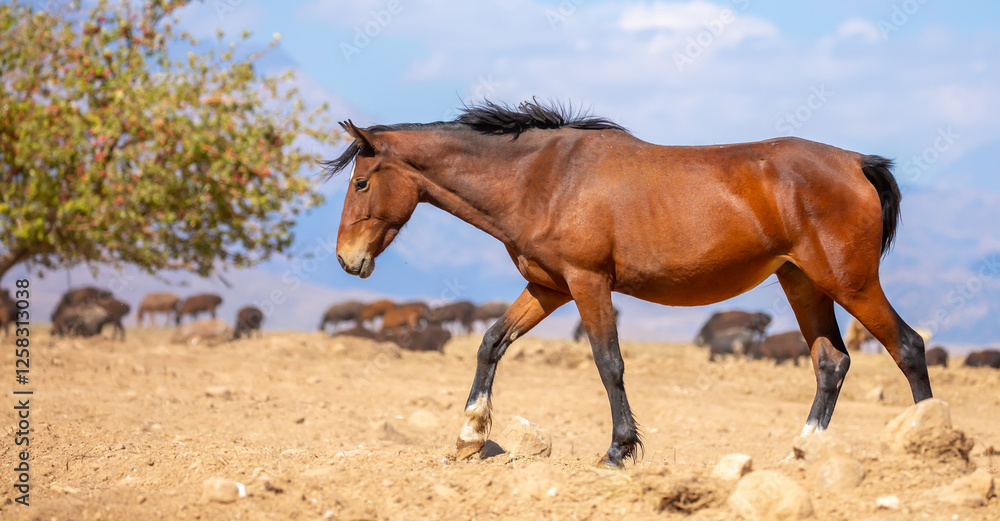A herd of horses graze in the meadow in summer, eat grass, walk and frolic. Pregnant horses and foals, livestock breeding concept. A herd of horses graze in the meadow in summer, eat grass, walk and frolic. Pregnant horses and foals, livestock breeding concept.