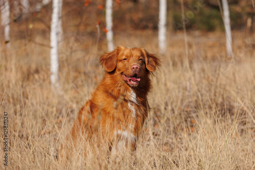 Fotografía nova scotia duck tolling retriever