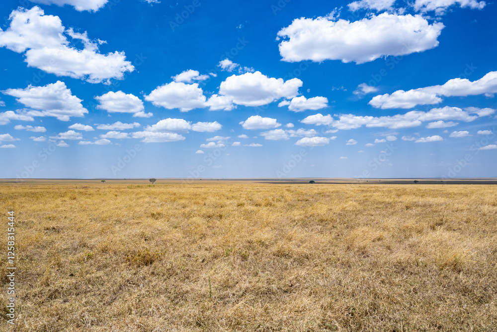 view of the Serengeti National Park