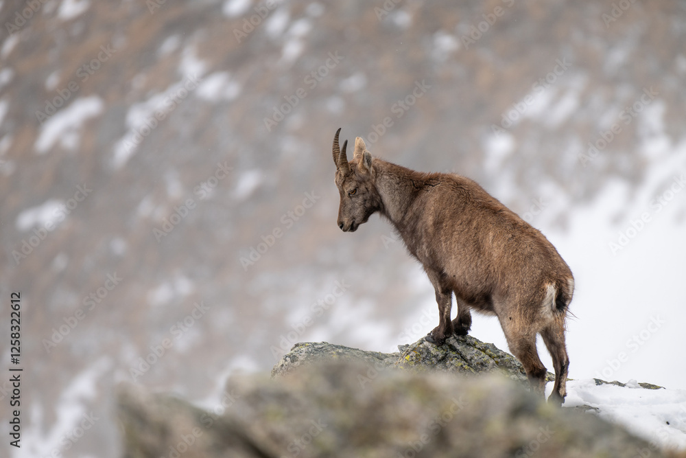 Female alpine ibex looking downstream at the edge of a cliff. Alps, Capra ibex.