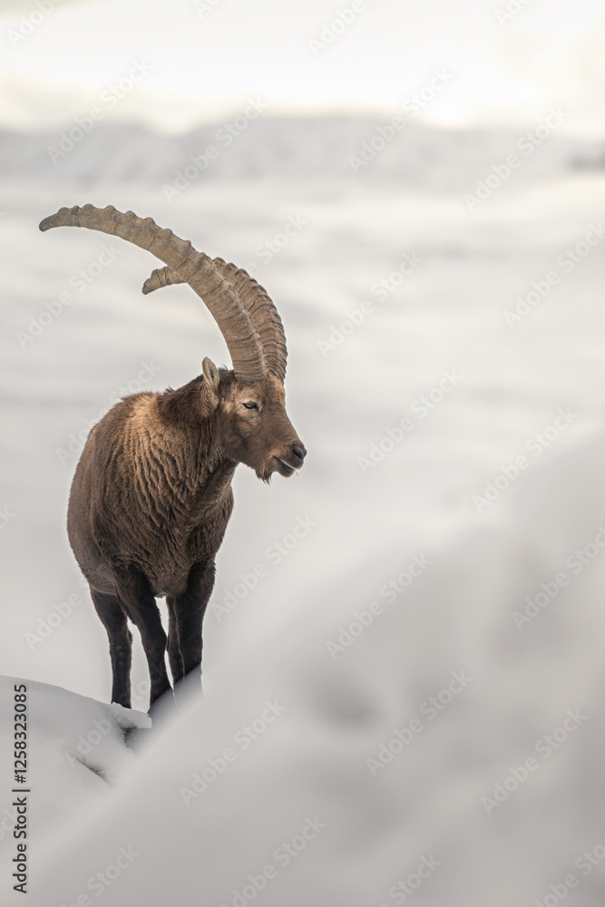 A impressive male Alpine ibex, Capra ibex, stands proudly among soft snow dunes above a sea of clouds at dawn. Snowy alpine environment. Italy.