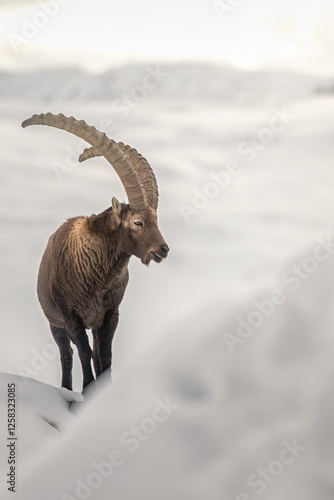 Obraz na płótnie A impressive male Alpine ibex, Capra ibex, stands proudly among soft snow dunes above a sea of clouds at dawn. Snowy alpine environment. Italy. w salonie