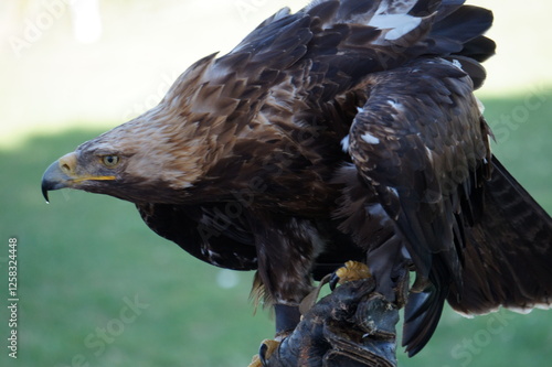 Águila de estepa photo