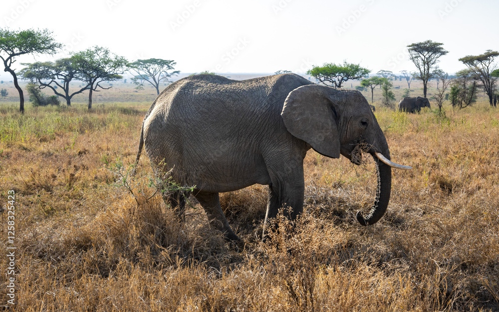 view of the Serengeti National Park