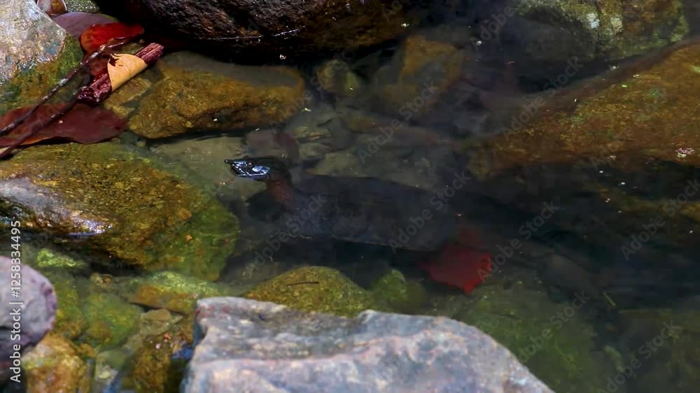 Spiny Softshell Turtle in Sai Rung Waterfall Khao Lak Thailand. Spiny Softshell Turtle in Sai Rung Waterfall Khao Lak Thailand.