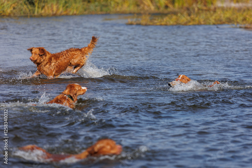 nova scotia duck tolling retriever photo