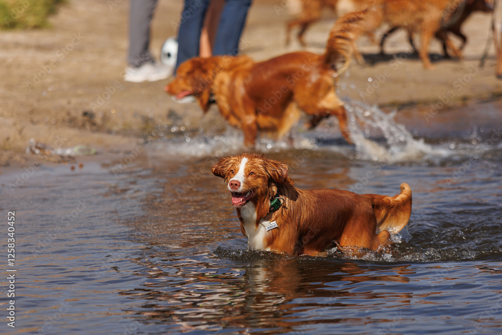 nova scotia duck tolling retriever nova scotia duck tolling retriever
